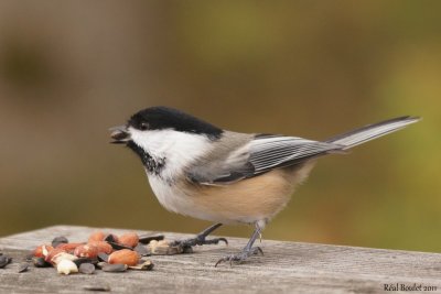 Mésange à tête noire (Black-capped Chickadee)