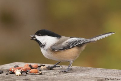 Msange  tte noire (Black-capped Chickadee)