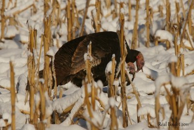 Dindon sauvage (Wild Turkey)