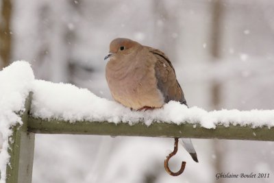 Tourterelle triste (Mourning Dove)