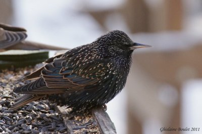 tourneau sansonnet (European Starling)