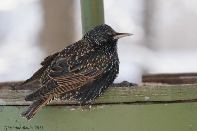 tourneau sansonnet (European Starling)