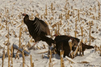 Dindon sauvage (Wild Turkey)