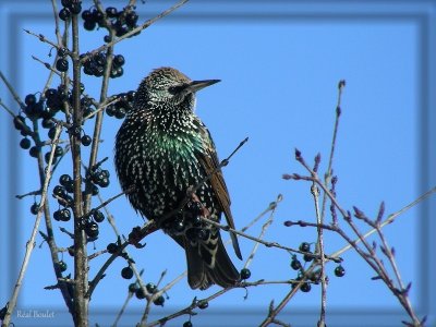 tourneau sansonnet (European Starling)