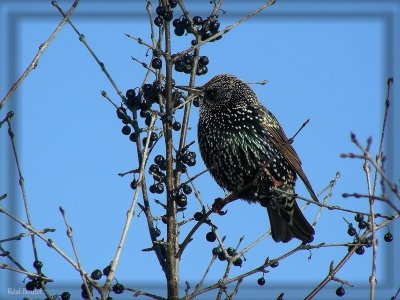 tourneau sansonnet (European Starling)