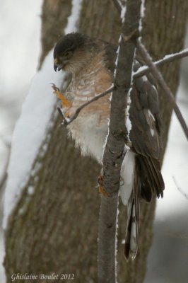 pervier brun (Sharp-shinned Hawk)