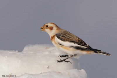 Plectrophane des neiges (Snow Bunting)