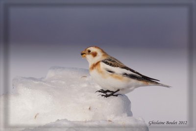 Plectrophane des neiges (Snow Bunting)