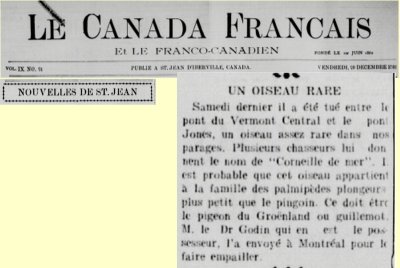 20 dcembre 1901 - Pigeon du Groenland ???