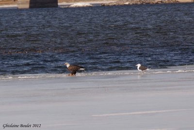 Pygargue  tte blanche et Goland marin (Bald Eagle and Great Black-backed Gull)