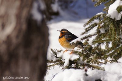 Grive  collier (Varied Thrush)