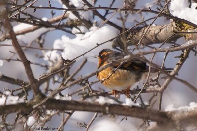 Grive  collier (Varied Thrush)