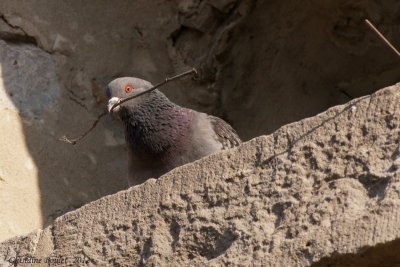 Pigeon biset (Rock Dove)