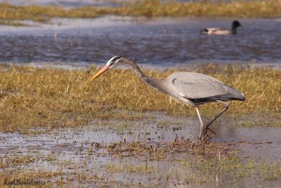 Grand Héron (Great Blue Heron)