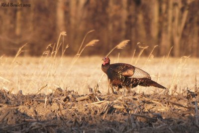 Dindon sauvage (Wild Turkey)