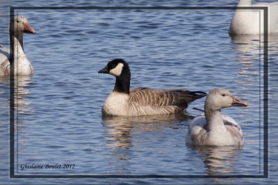Bernache de Hutchins (Cackling Goose)