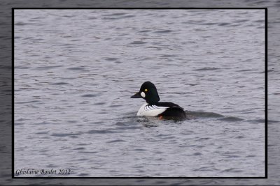 Garrot a oeil d'or (Common Goldeneye)