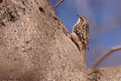 Grimpereau brun (Brown Creeper)