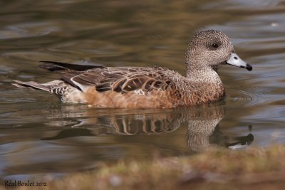Canard d'Amérique (American Wigeon)