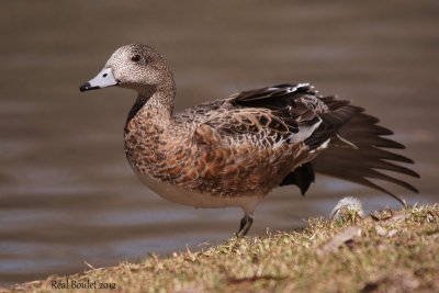 Canard d'Amérique (American Wigeon)