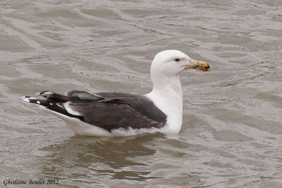 Goland marin (Great Black-backed Gull)