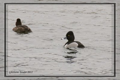 Fulligule à collier (Ring-necked Duck)