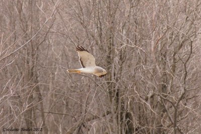 Busard des marais (American Harrier)