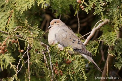 Tourterelle triste (Mourning Dove)