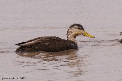 Canard noir (American Black Duck)