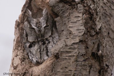 Petit-duc maculé (Eastern Screech-Owl)