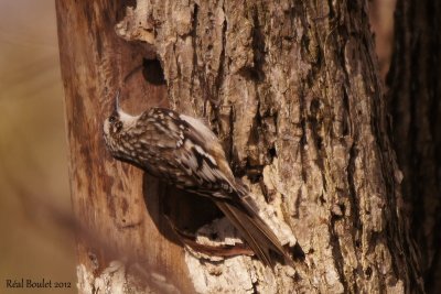 Grimpereau brun (Brown Creeper)