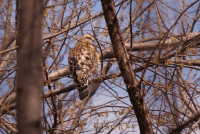 Buse à épaulettes (Red-shouldered Hawk)