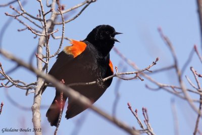 Carouge à épaulettes (Red-winged Blackbird)