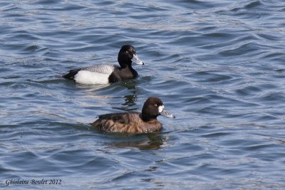 Petit Fuligule (Lesser Scaup)