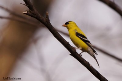 Chardonneret jaune (American Goldfinch)