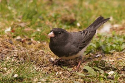 Junco ardoisé (Dark-eyed Junco)