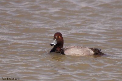Fuligule à tête rouge (Redhead)