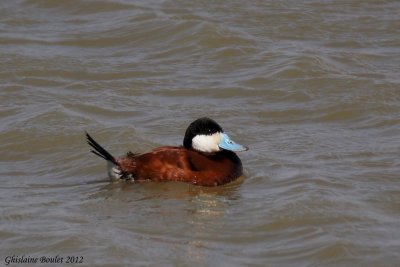 Érismature rousse (Ruddy Duck)