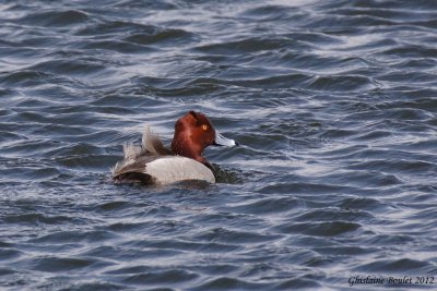 Fuligule à tête rouge (Redhead)