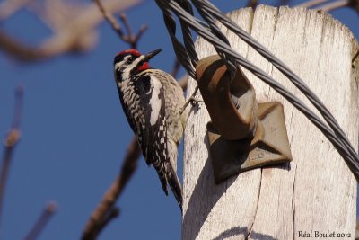 Pic macul (Yellow-bellied Sapsucker)