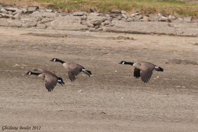 Bernache du Canada (Canada Goose)