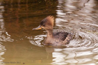 Harle couronné (Hooded Merganser)