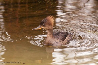 Harle couronn (Hooded Merganser)