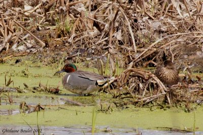 Sarcelle d'hiver (Green-winged Teal)