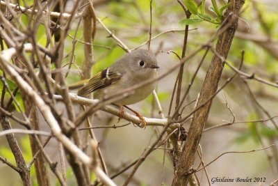 Roitelet à couronne rubis (Ruby-crowned Kinglet)