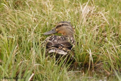 Canard colvert (Mallard)