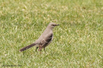 Moqueur polyglotte (Northern Mockingbird)