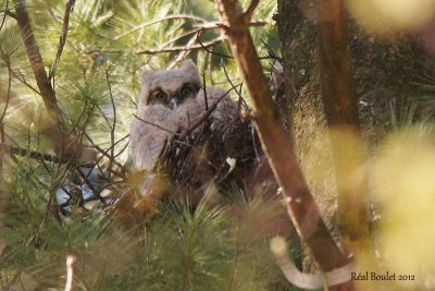 Grand-duc d'Amrique (Great Horned Owl)