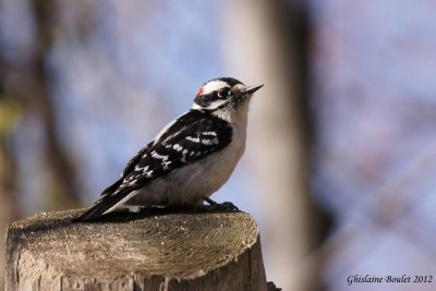 Pic mineur (Downy Woodpecker)