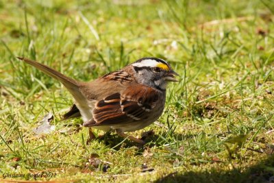 Bruant à gorge blanche (White-throated Sparrow)